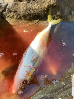 フクラギの釣果