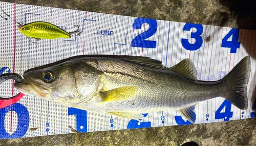 シーバスの釣果