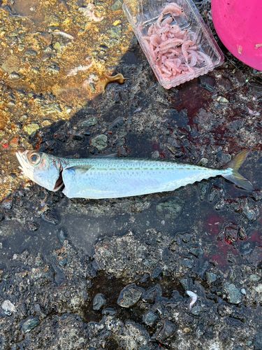 サバの釣果