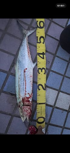 サワラの釣果