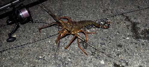 イセエビの釣果