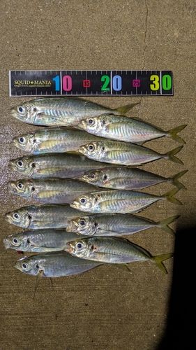 マアジの釣果