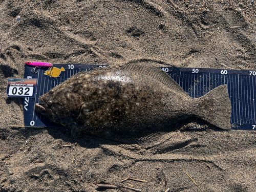 ヒラメの釣果