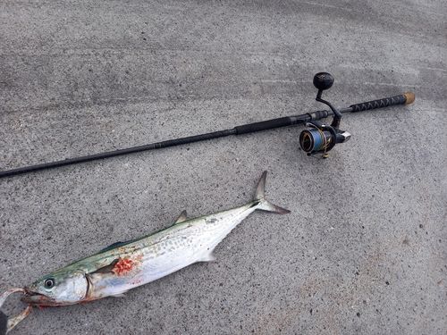 サワラの釣果
