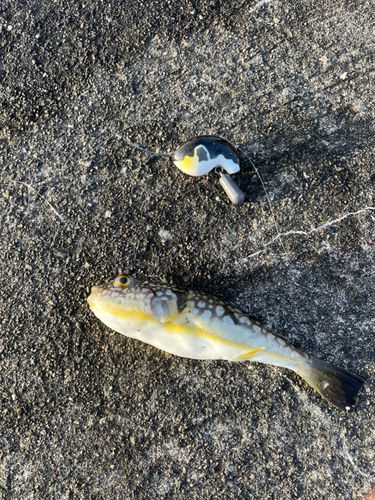 コモンフグの釣果