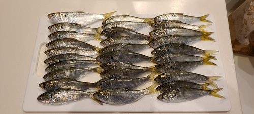 コハダの釣果