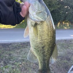 ラージマウスバス