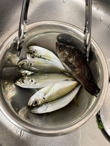アジの釣果