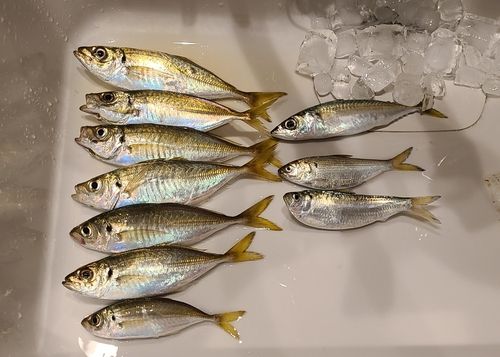 アジの釣果