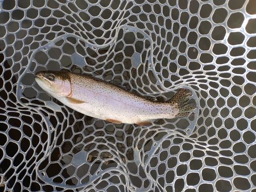 ニジマスの釣果