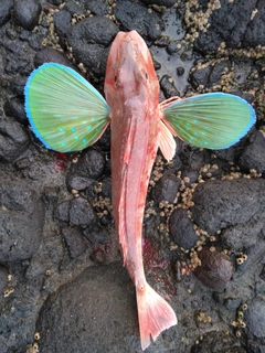 ホウボウの釣果