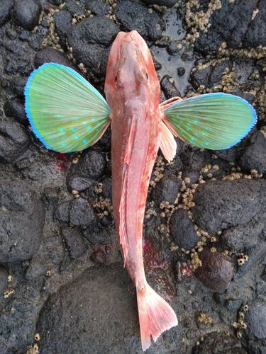 ホウボウの釣果