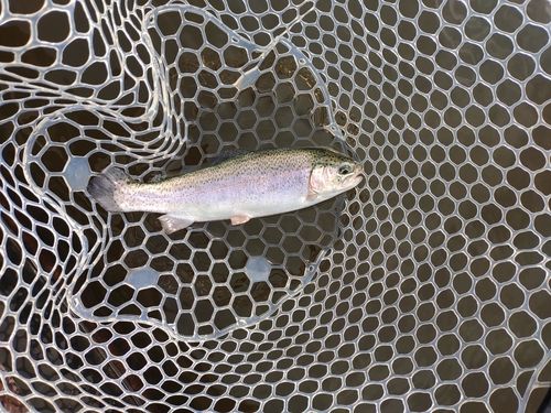 ニジマスの釣果