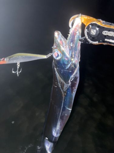 タチウオの釣果