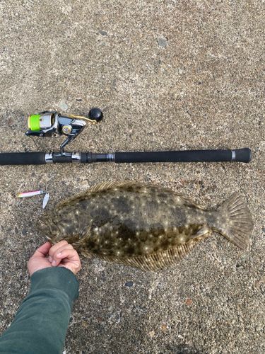 ヒラメの釣果