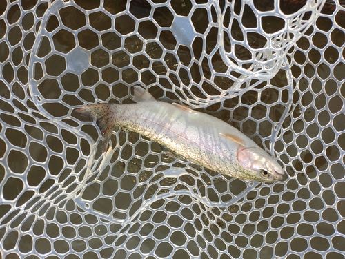 ニジマスの釣果