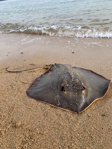エイの釣果