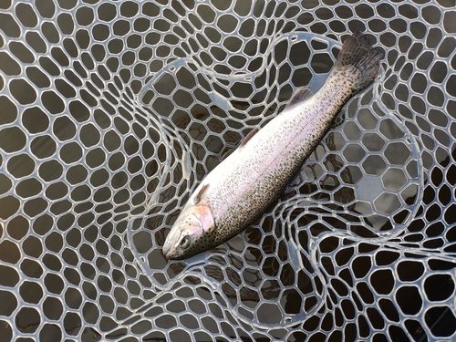 ニジマスの釣果