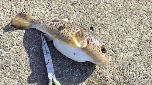 ヒガンフグの釣果