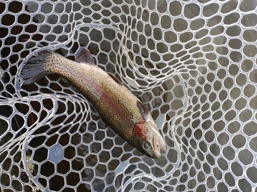 ニジマスの釣果