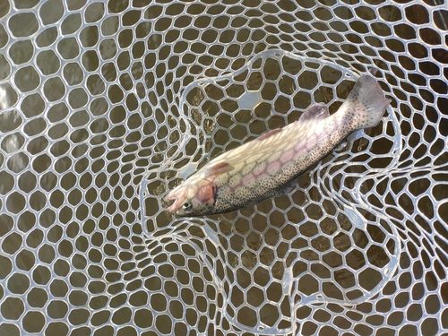 ニジマスの釣果