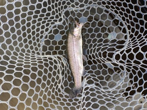 ニジマスの釣果