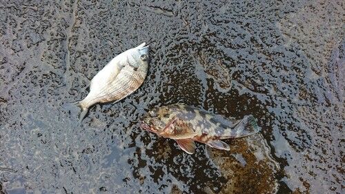 クロダイの釣果