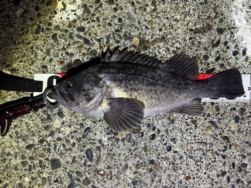 クロソイの釣果