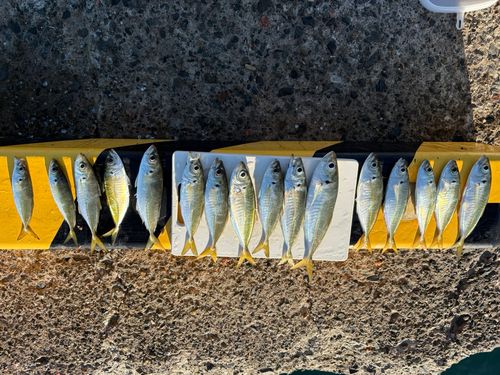 アジの釣果