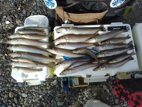 シロギスの釣果