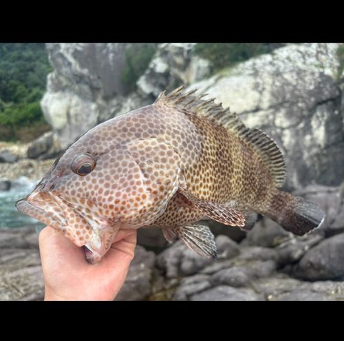 オオモンハタの釣果