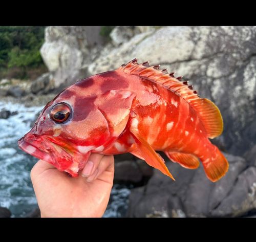 アカハタの釣果