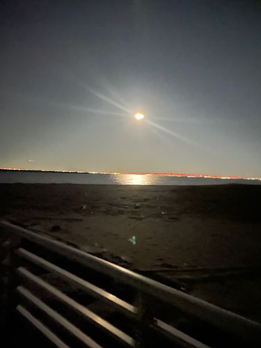 カタクチイワシの釣果