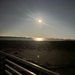 カタクチイワシ