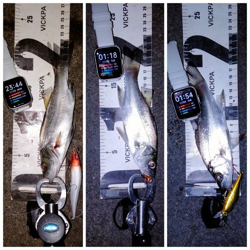 セイゴ（ヒラスズキ）の釣果