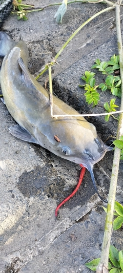 アメリカンキャットフィッシュの釣果