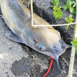 アメリカンキャットフィッシュ