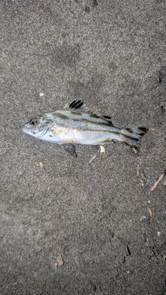 シマイサキの釣果