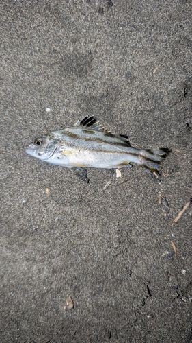 シマイサキの釣果