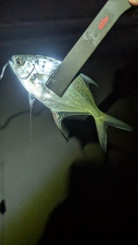 コバンアジの釣果