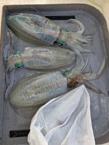 アオリイカの釣果