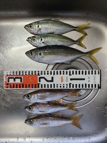アジの釣果