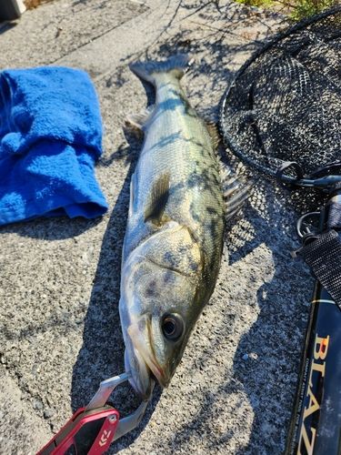 シーバスの釣果