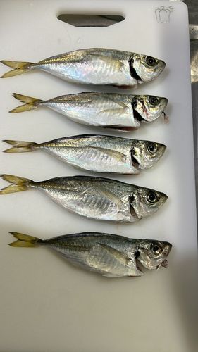 マアジの釣果