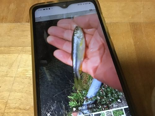 カワムツの釣果