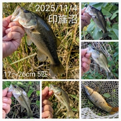 ブラックバスの釣果