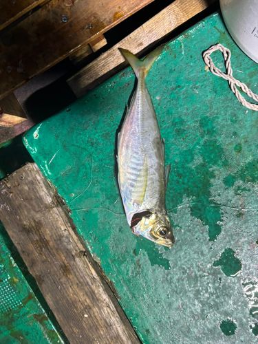 マアジの釣果