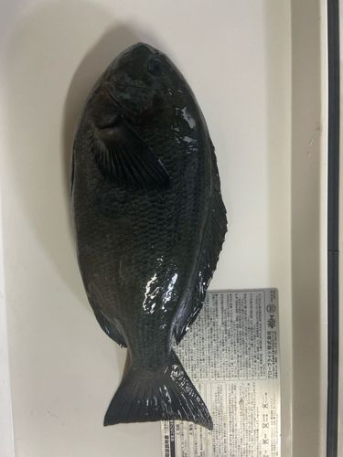 グレの釣果