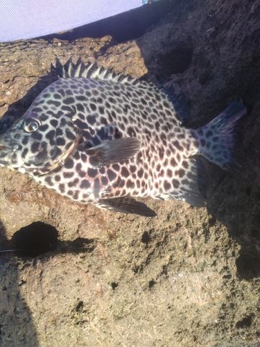 三ツ石（真鶴）