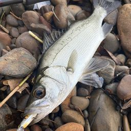 セイゴ（ヒラスズキ）